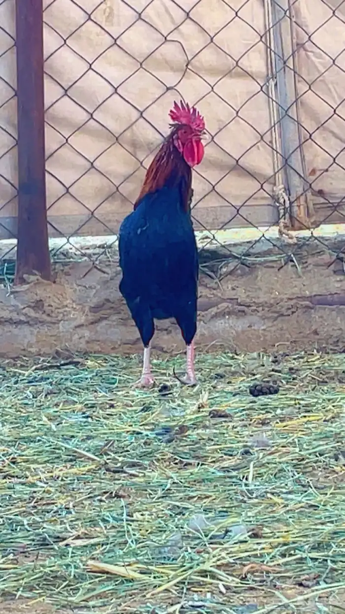 ديك عربي اصيل 1