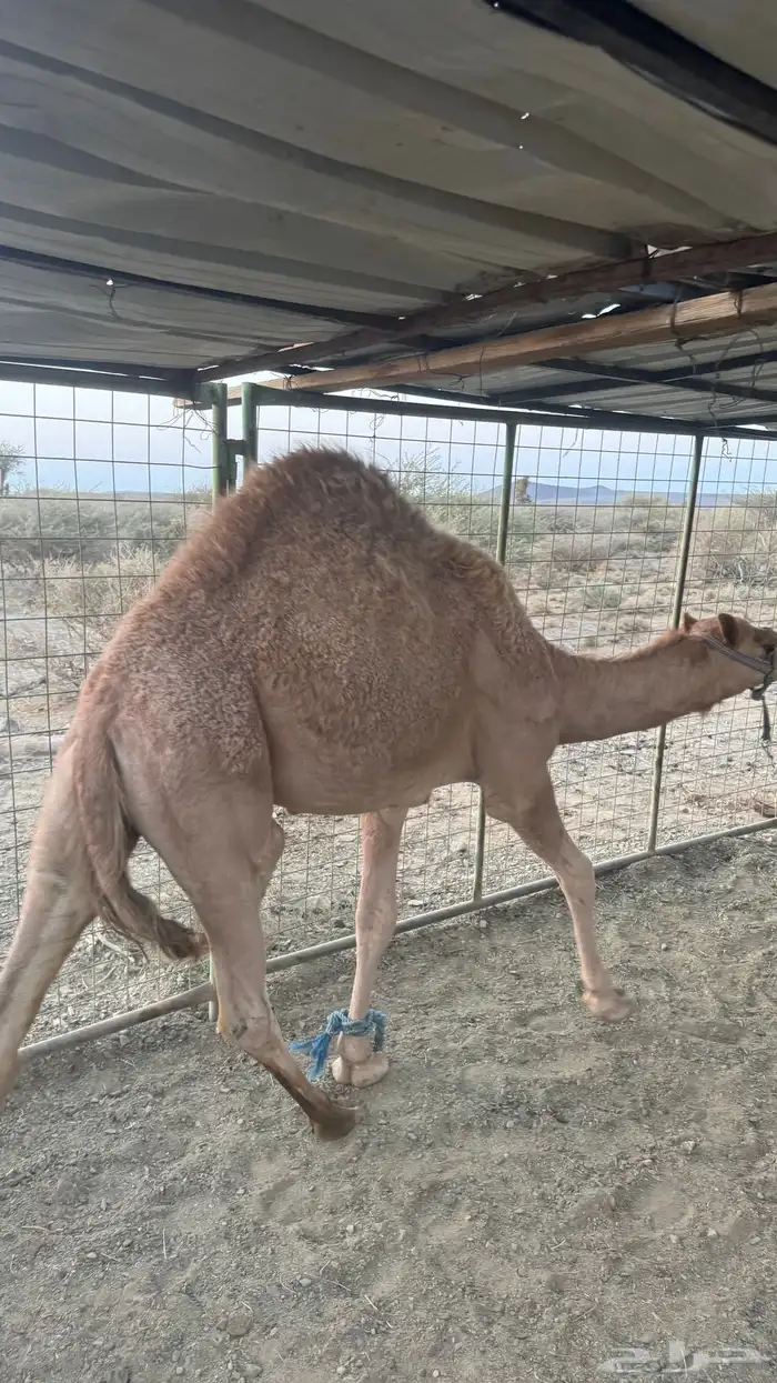 قعود كفو للبيع 3