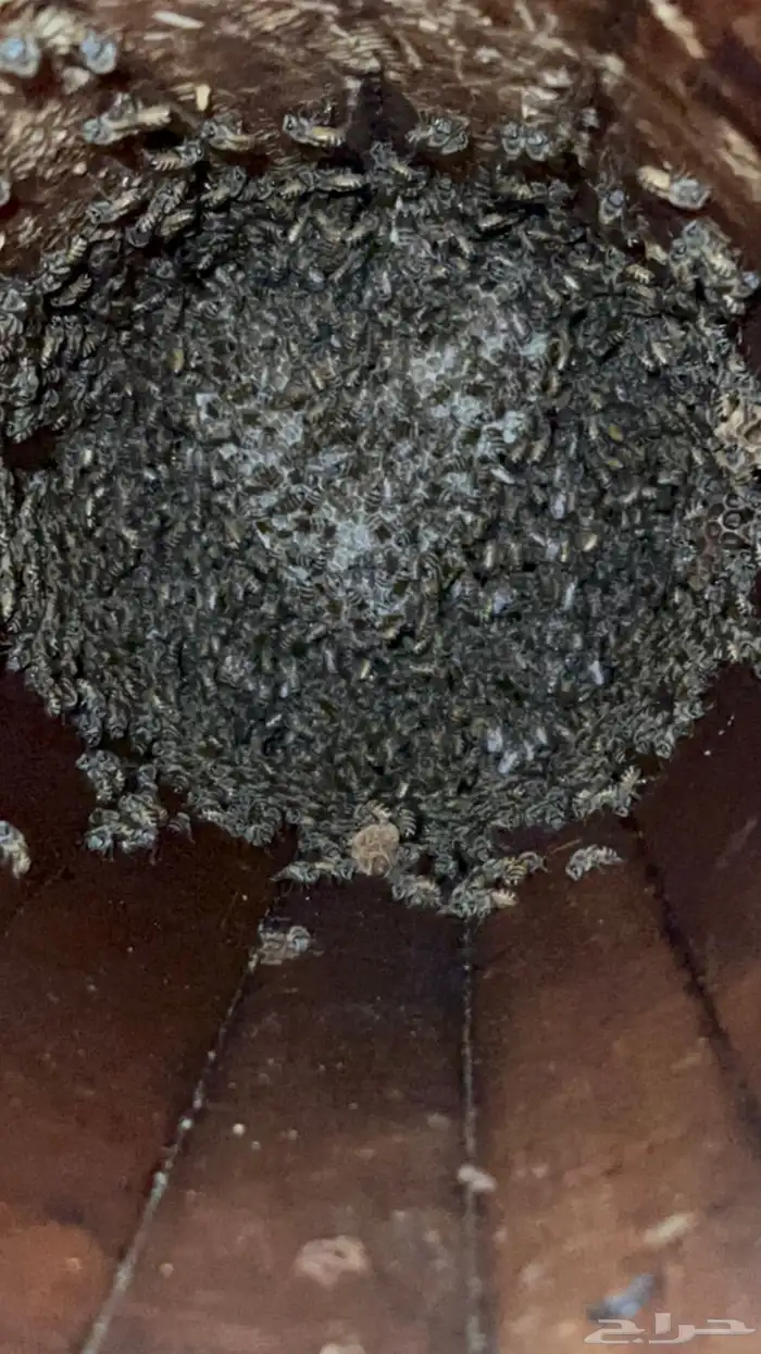 نحل بلدي العدد عشره صنديق 0