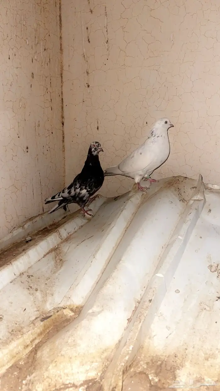 حمام قطايف 2