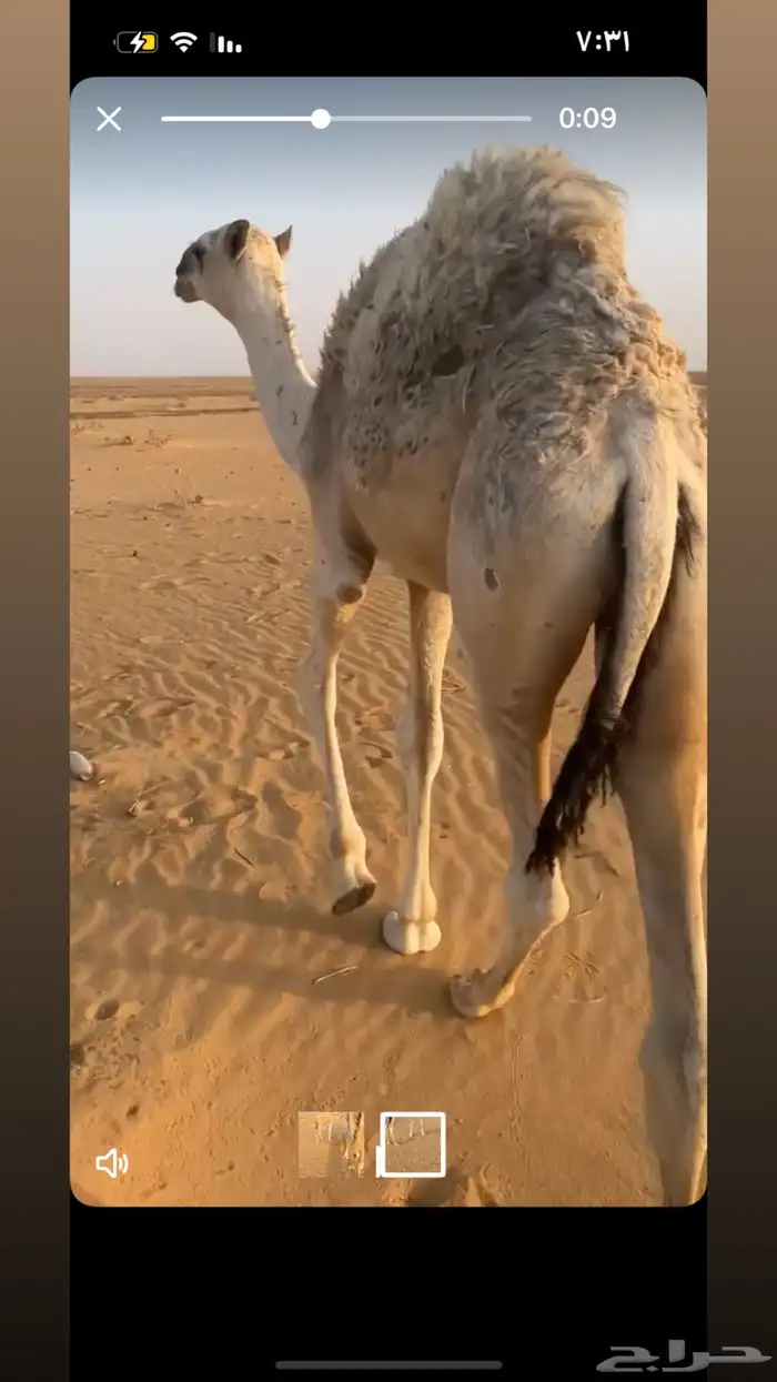 للبيع بكره و قعود السوم 4. والبيع قريب 3