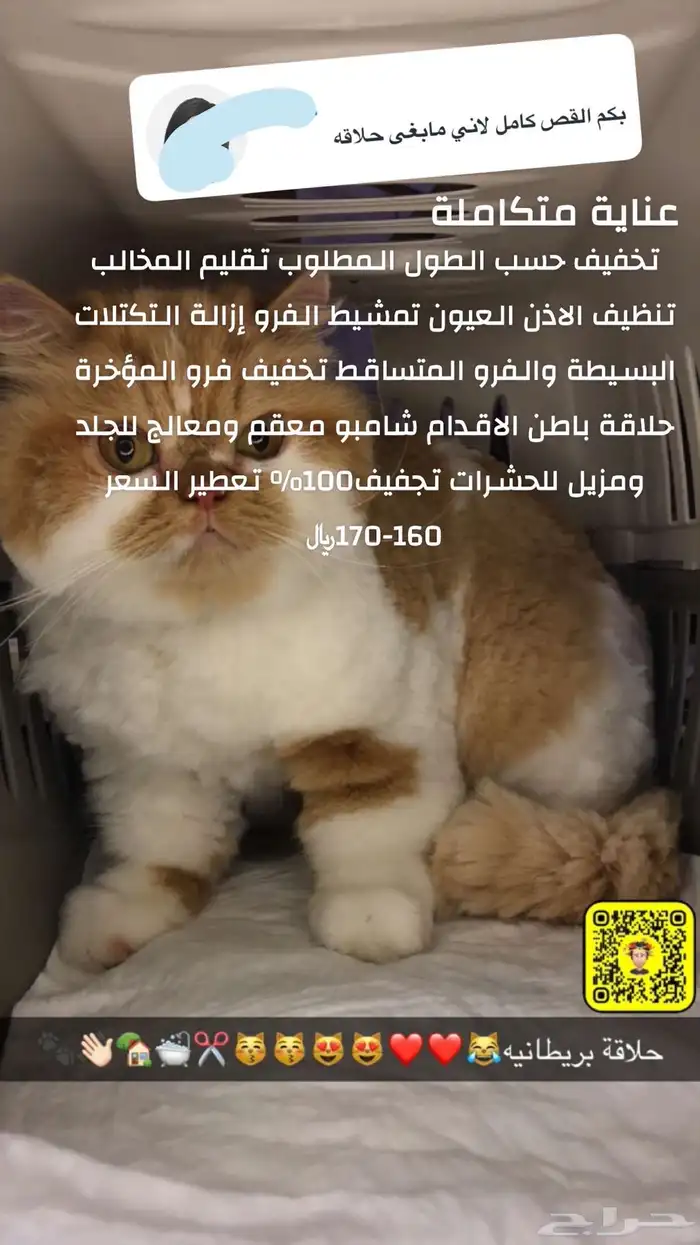 عروض فندقة خدمة عناية بالقطط تحميم شور حلاقة 2