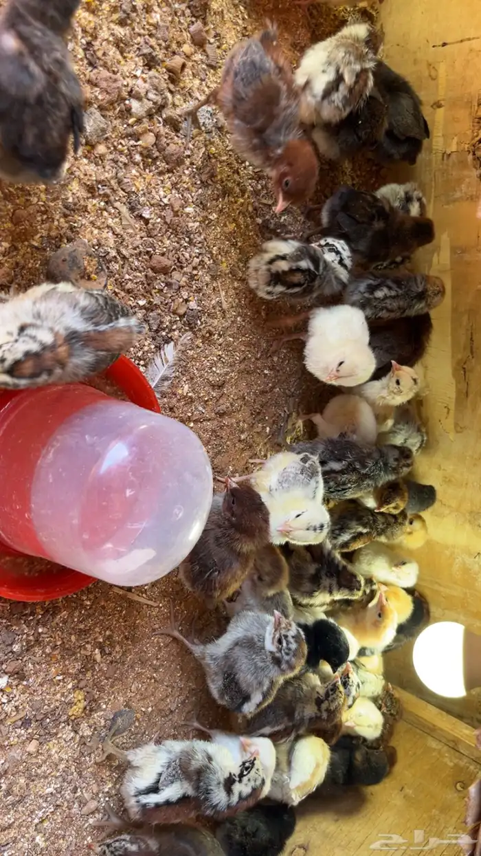 فروخ دجاج عمر اسبوع 0