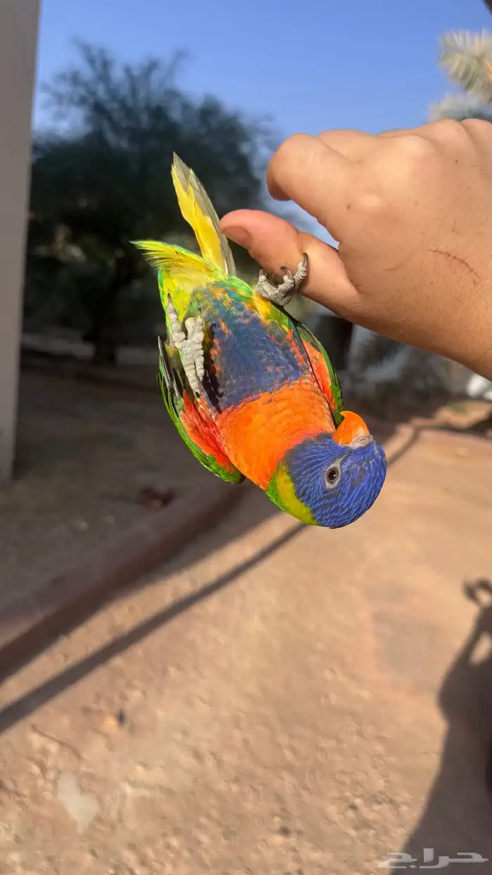 لوري اليف و لعوب 5