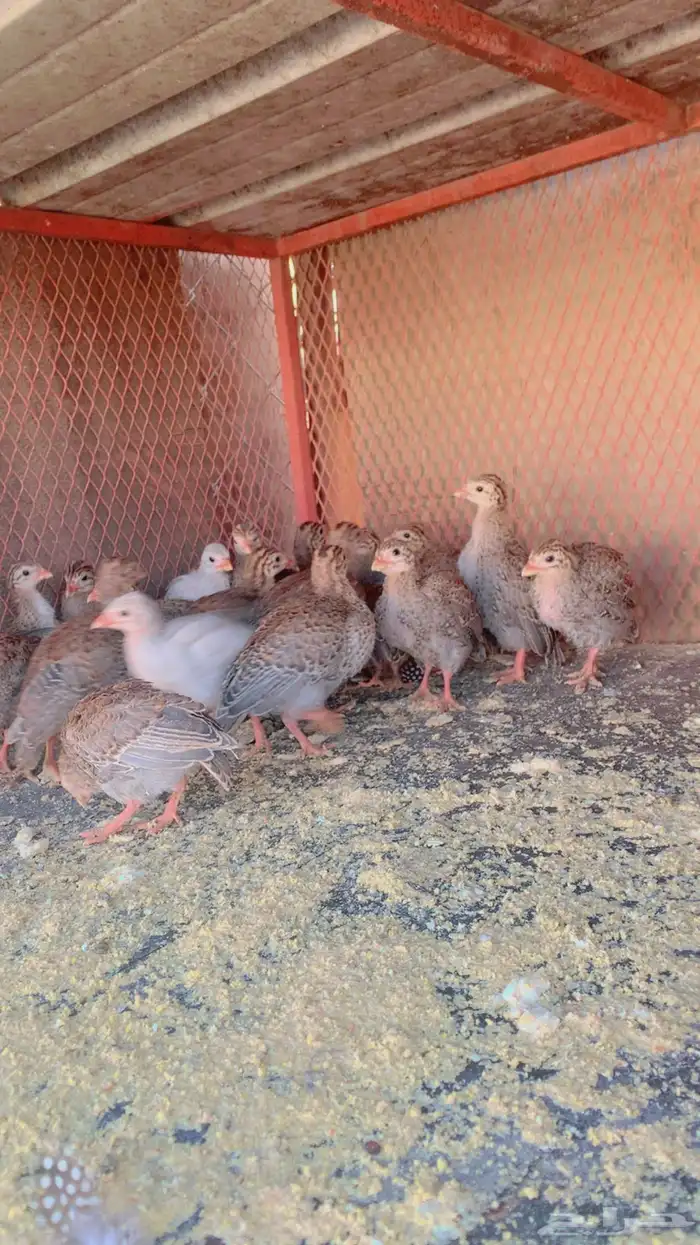 حجل انتاج تحضين 2