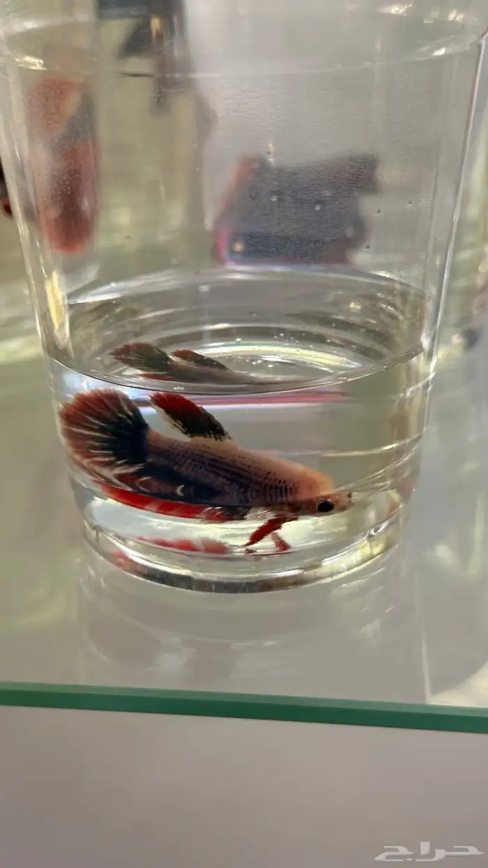 سمك فايتر ذكور و اناثي 11