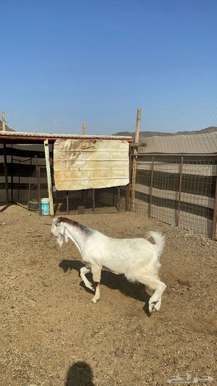 تيس ذبيحه طيب بالحيل( تم البيع ) 3