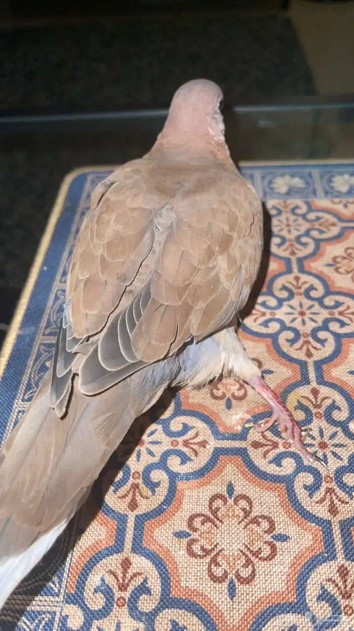 حمامه يمامة النخيل ( تم التبني) 0