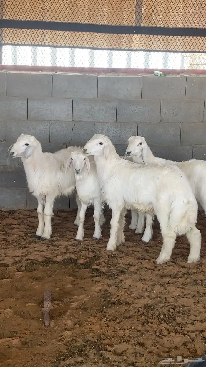 للبيع خرفان حري القصيم 1