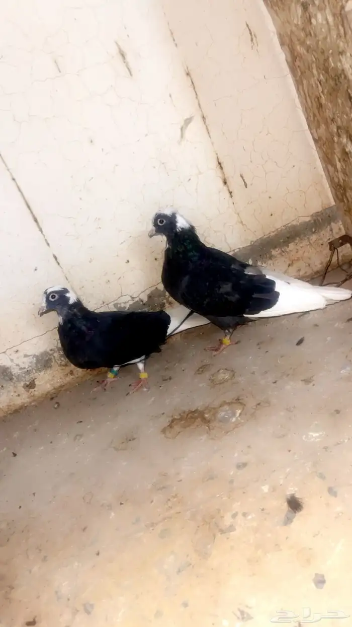 حمام قطايف 1