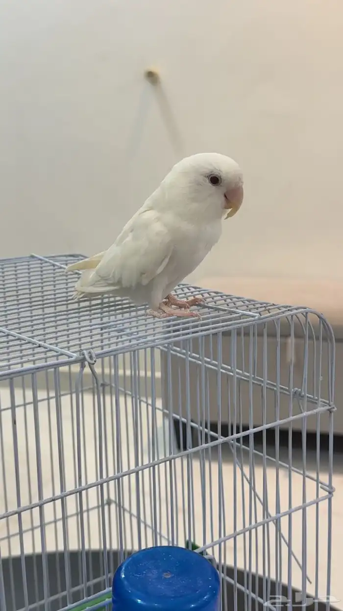 طير من نوع روز ذكر 3