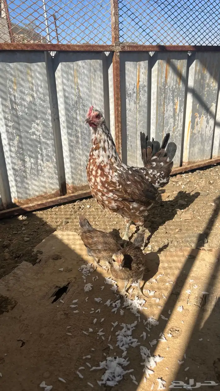 دجاج ماكنتوش 1