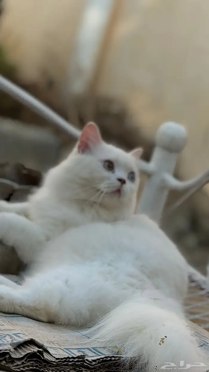 قط معقم جميل 0