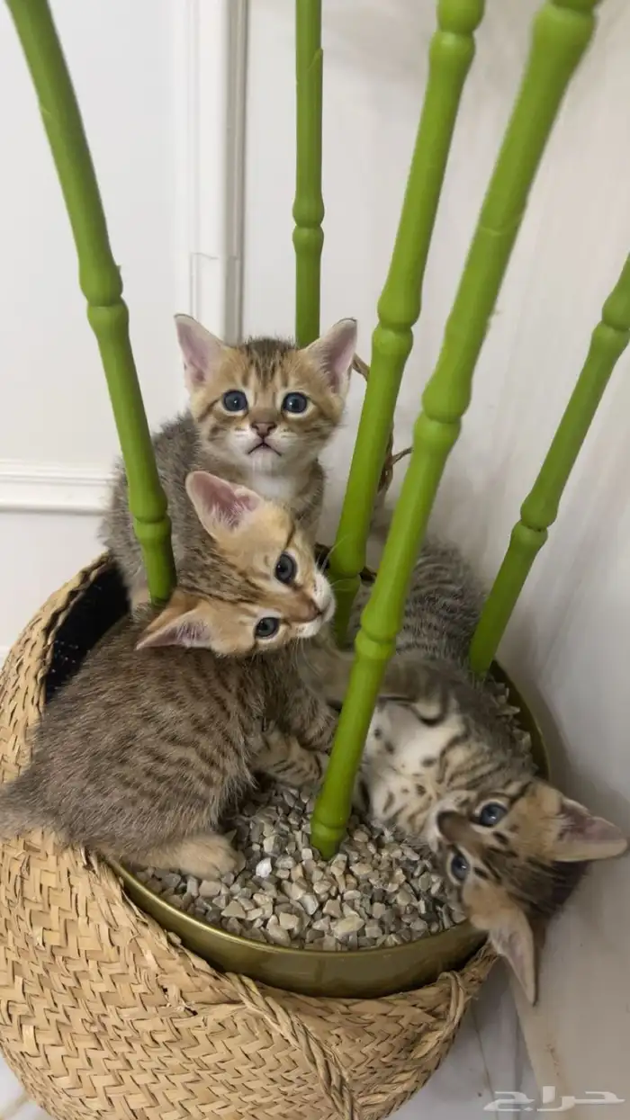 قطط لتبني 0