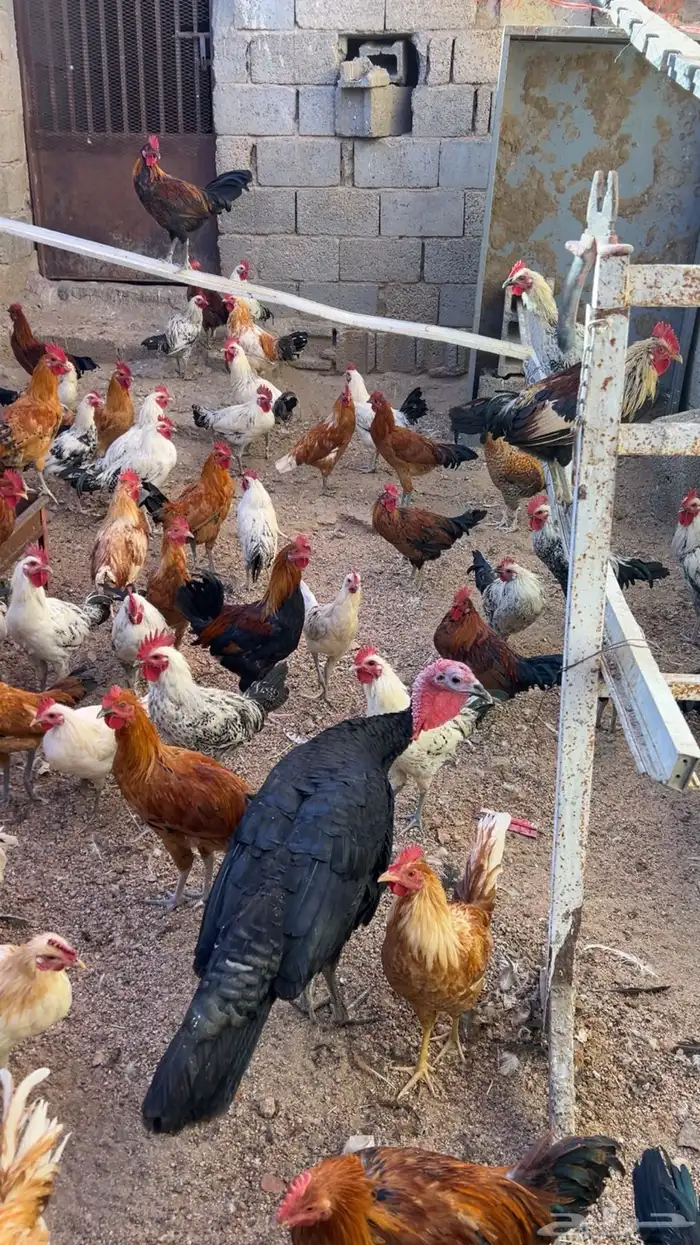 دجاج وديكة بلدي للبيع 3