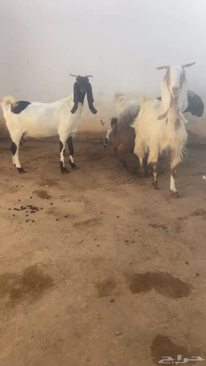 معزا فواخر جروم ودفيع 0