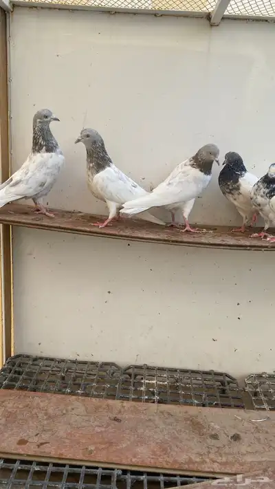 المدينة index