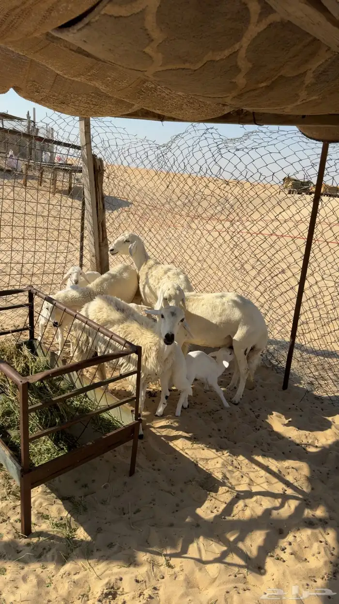 رغايث حريات 4