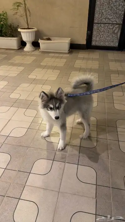 كلب هاسكي index