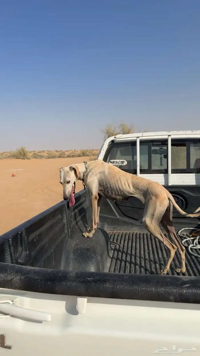 سلقه عربيه 1