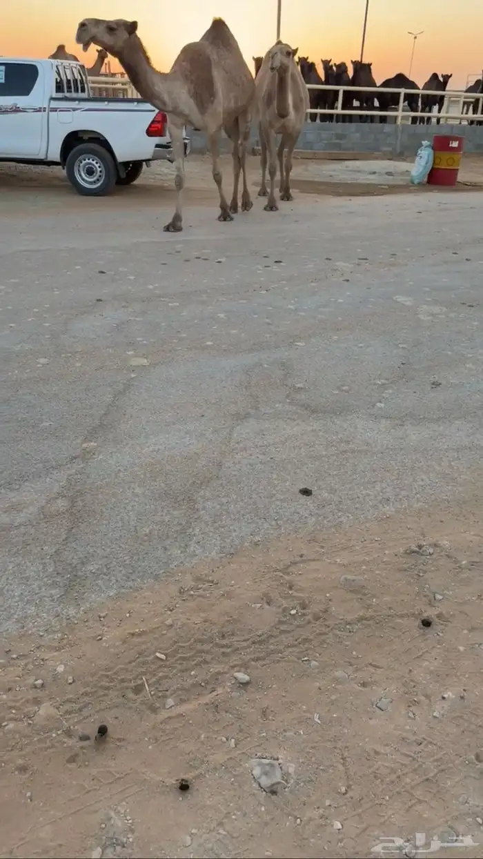 مميت ف رمضان سنه سديس سليمه من جميع العذريب 4