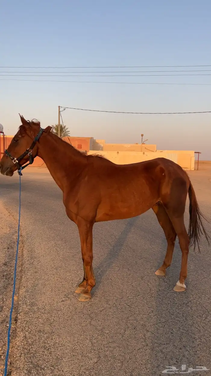 السلام عليكم اعرض عليكم حصان مشروك 0