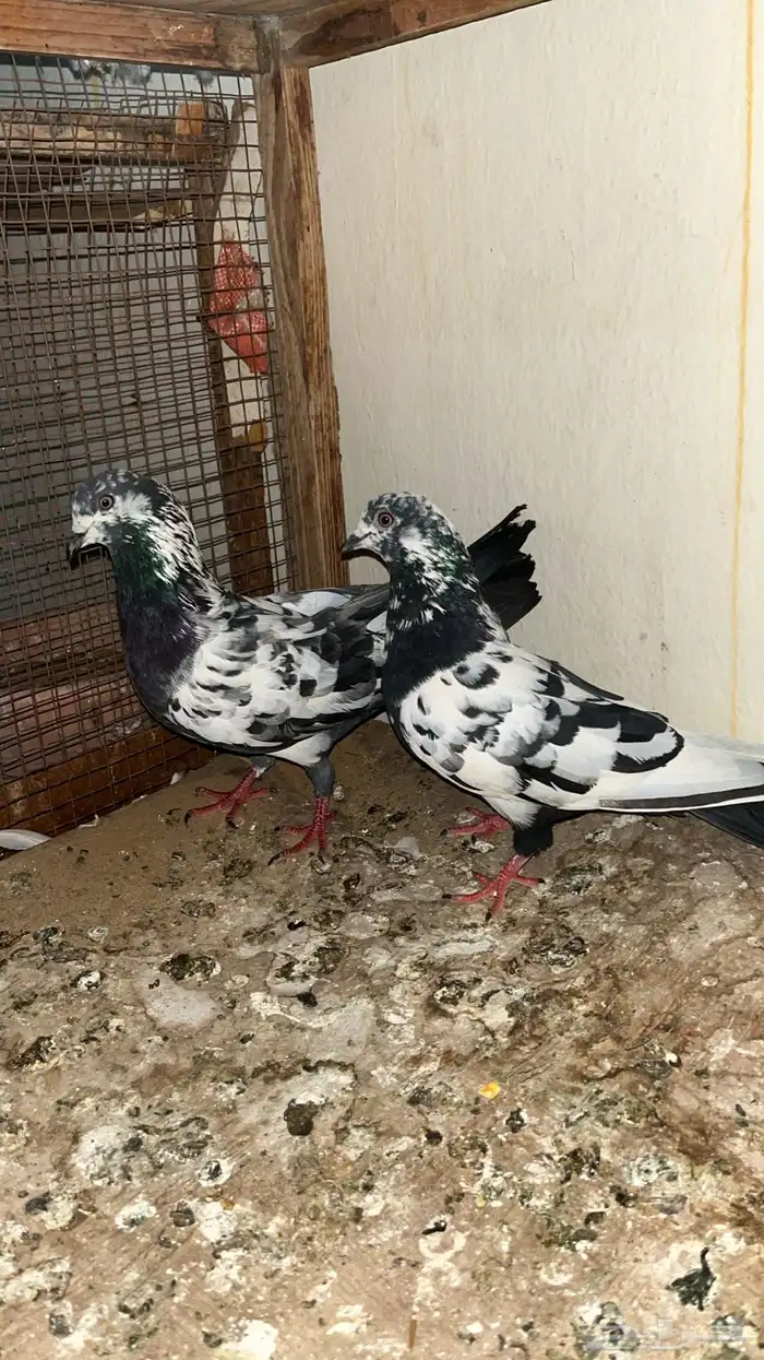 زواج باكستاني 0