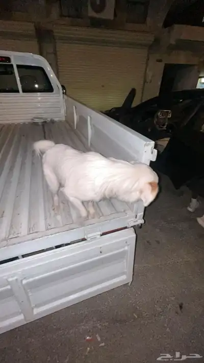 كلب للتبني الموقع حي طويق index