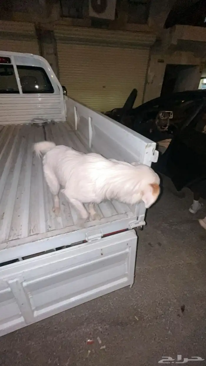 كلب للتبني الموقع حي طويق 1