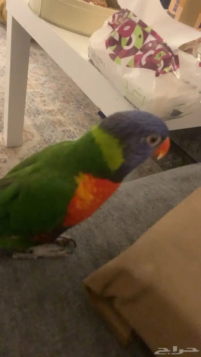 ببغاء لوري 1