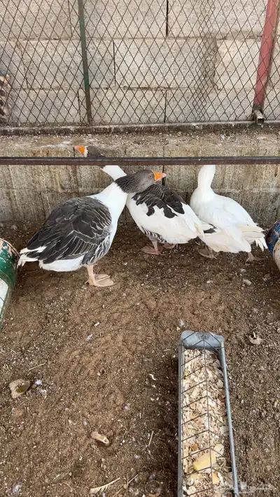 وز ذكر وثنين اناثي بط index