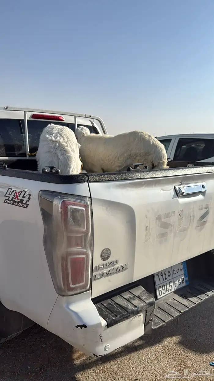 خرفان للبيع 0