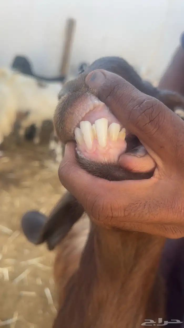 معزا فواخر جروم ودفيع 8