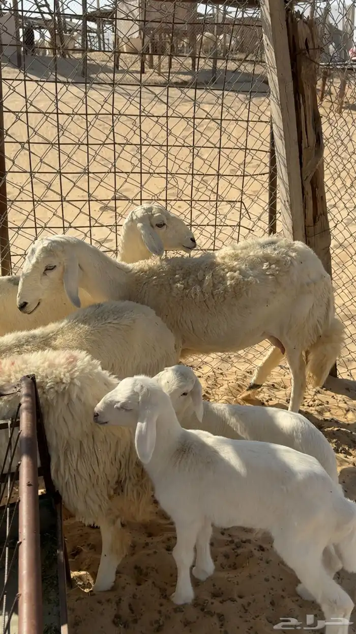 رغايث حريات 3