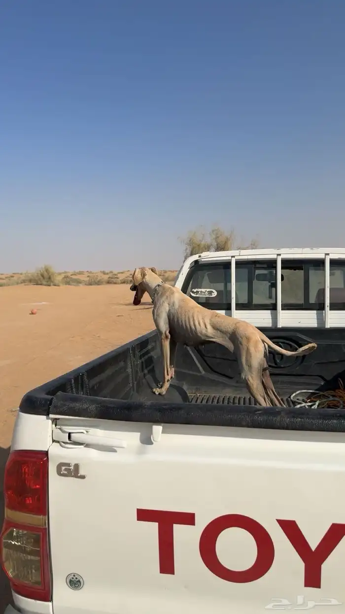 سلقه عربيه 2