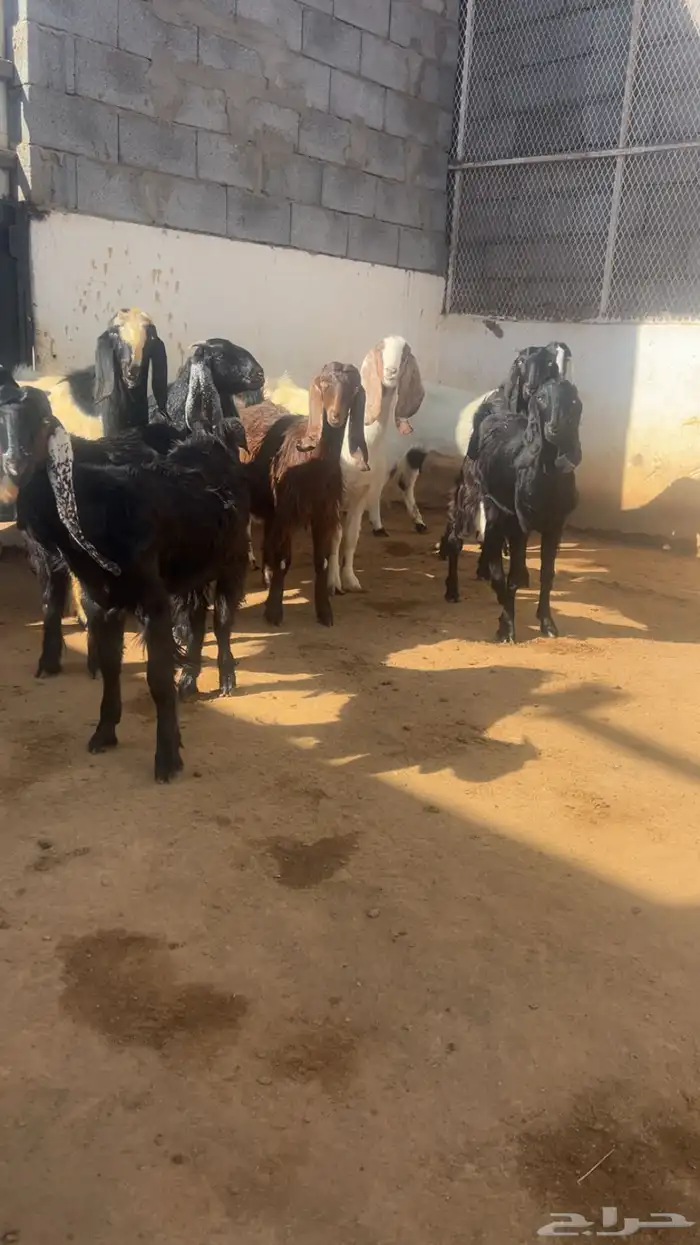 ( تم البيع ) جذعات وثنايا معزا فواخر 2