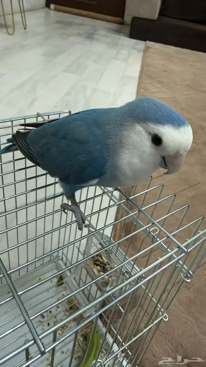 طير روز اليف 0