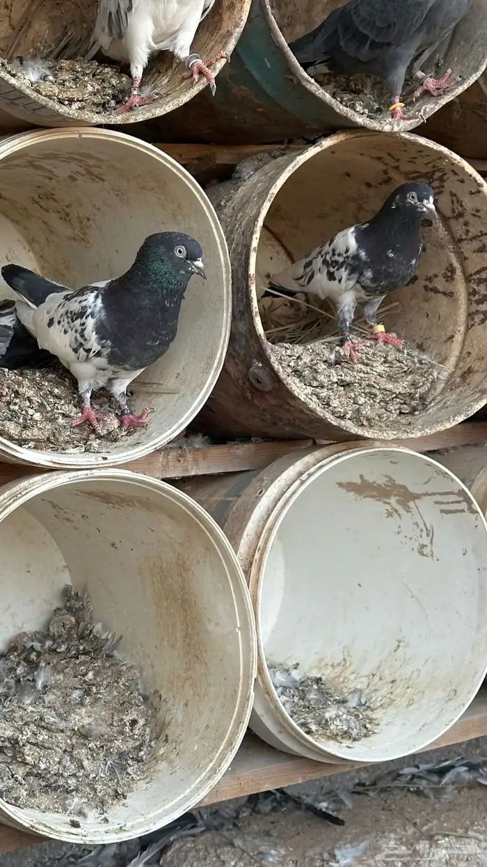 جوز باكستاني معه فراخة وبيض 2