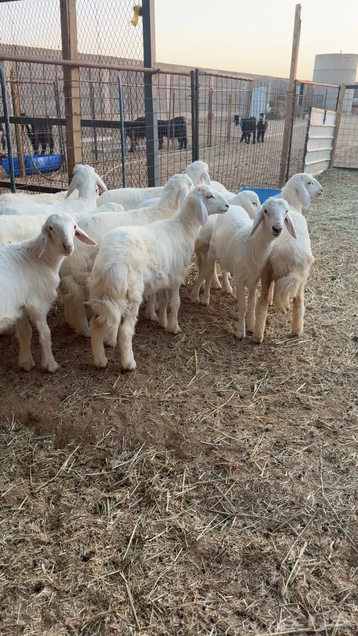 13 هرفي فاخر 3