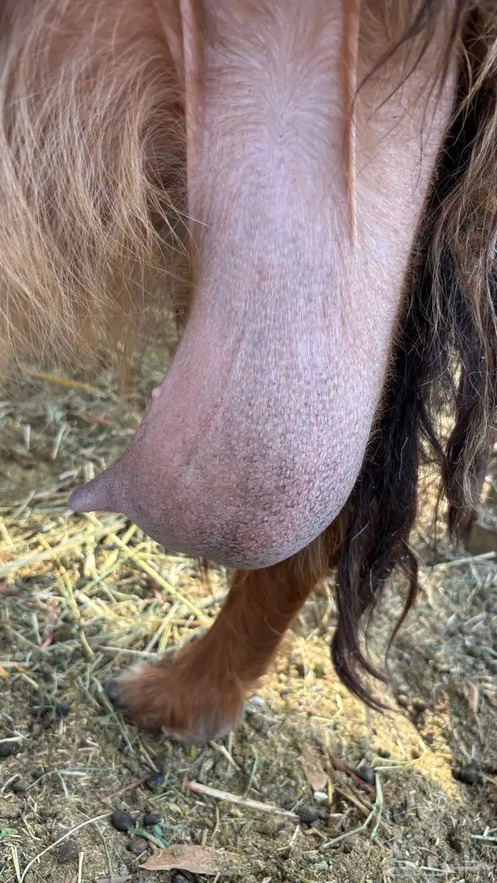 عنز عارضية حليب وافر شرط 4