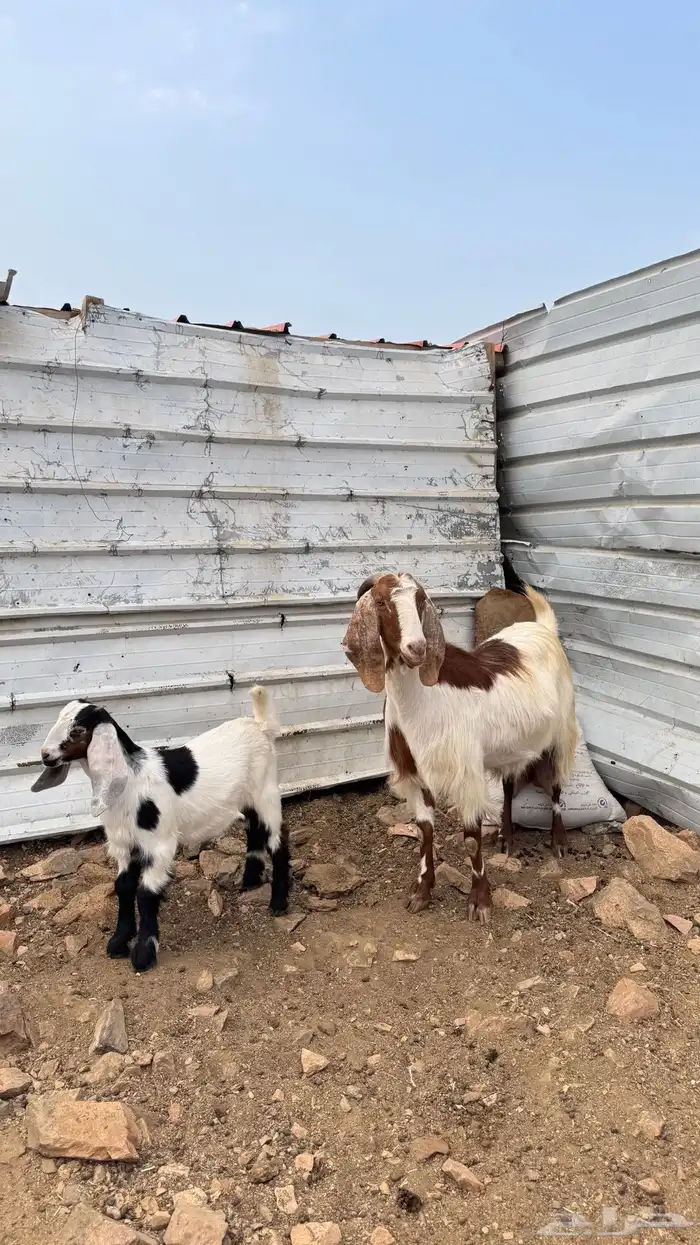 عنز مصريه صنف 0