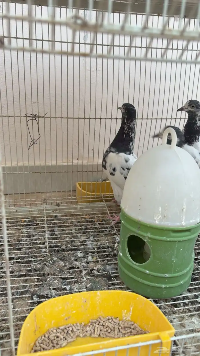 للبيع جوز زواجل وحمام شماعي تيدي 3