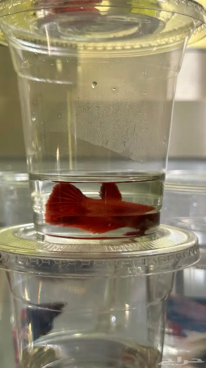 سمك فايتر ذكور و اناثي 5