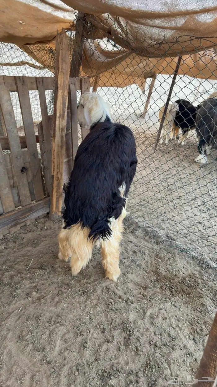 مشاريع فحول نجدي فواخر العدد 2 1