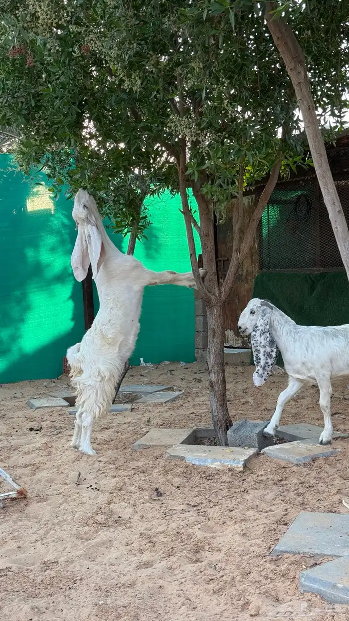 عنزين ب تيسهن 2