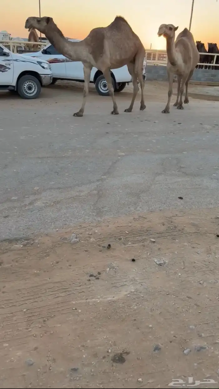 مميت ف رمضان سنه سديس سليمه من جميع العذريب 3