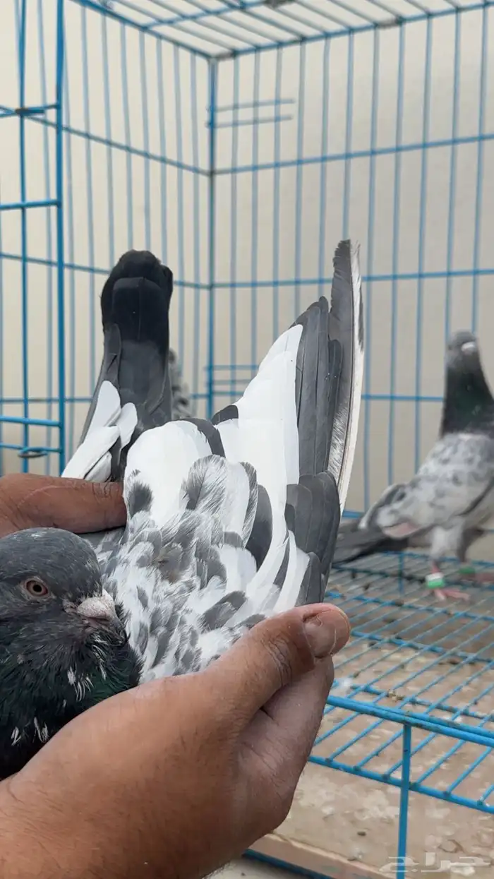 بكستاني طيار 7