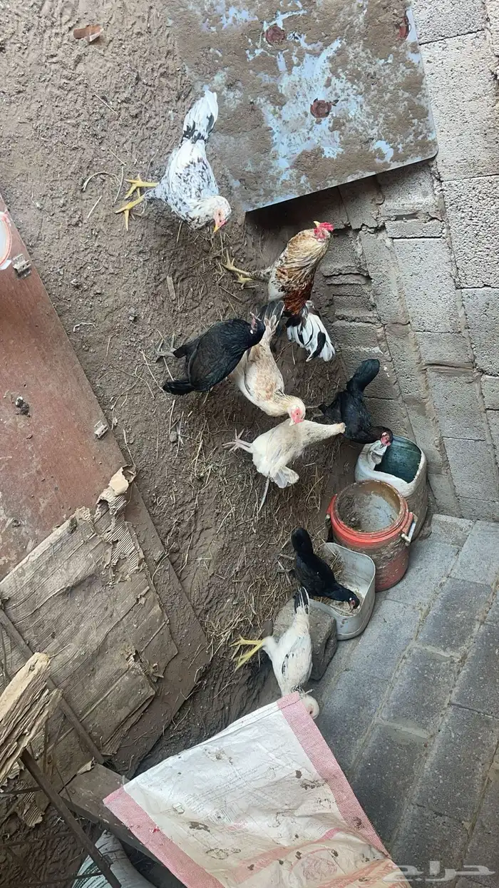 دجاج بلدي مع فروخ وبيضه 1