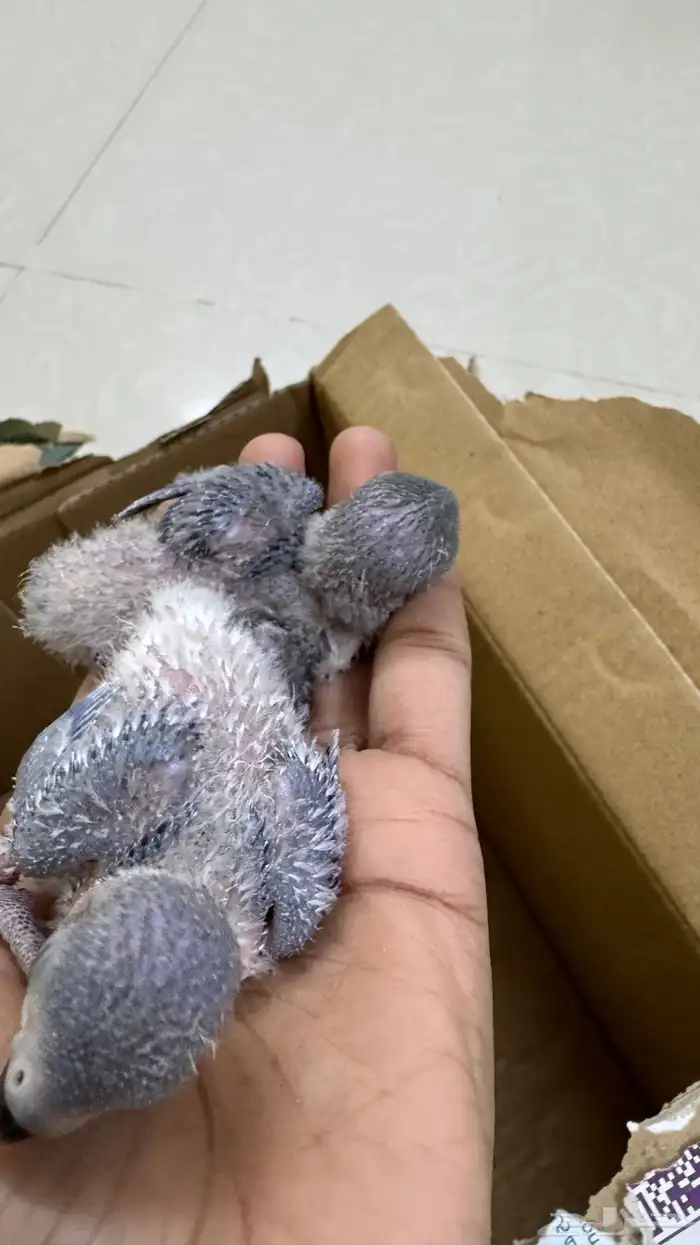 2 فرخ روز ازرق للبيع بصامطه 2