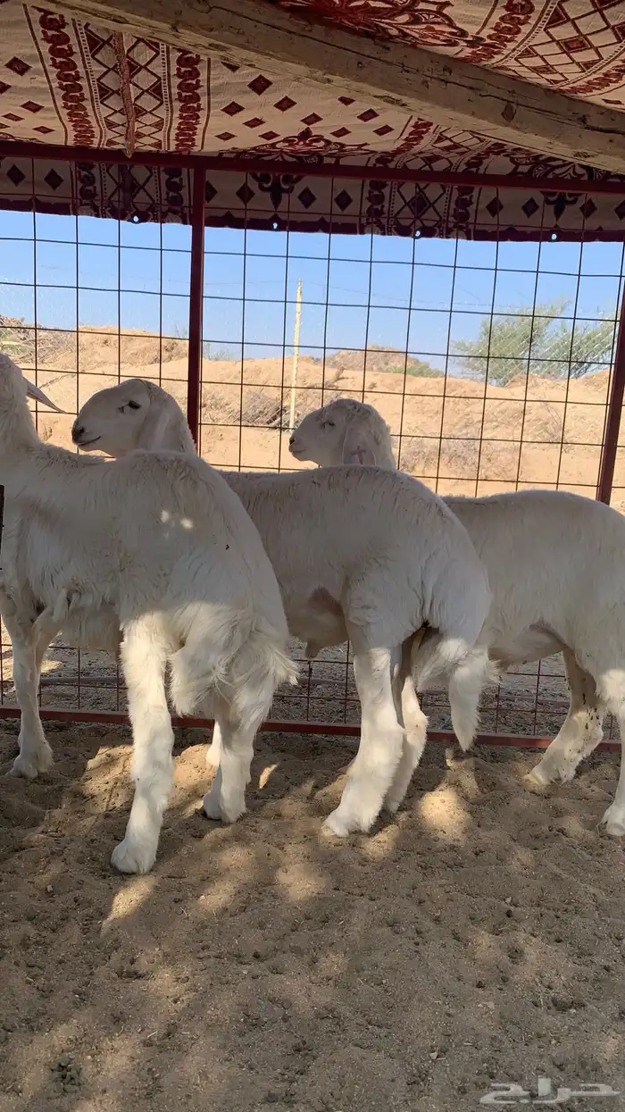 طليان ذبايح حري 4